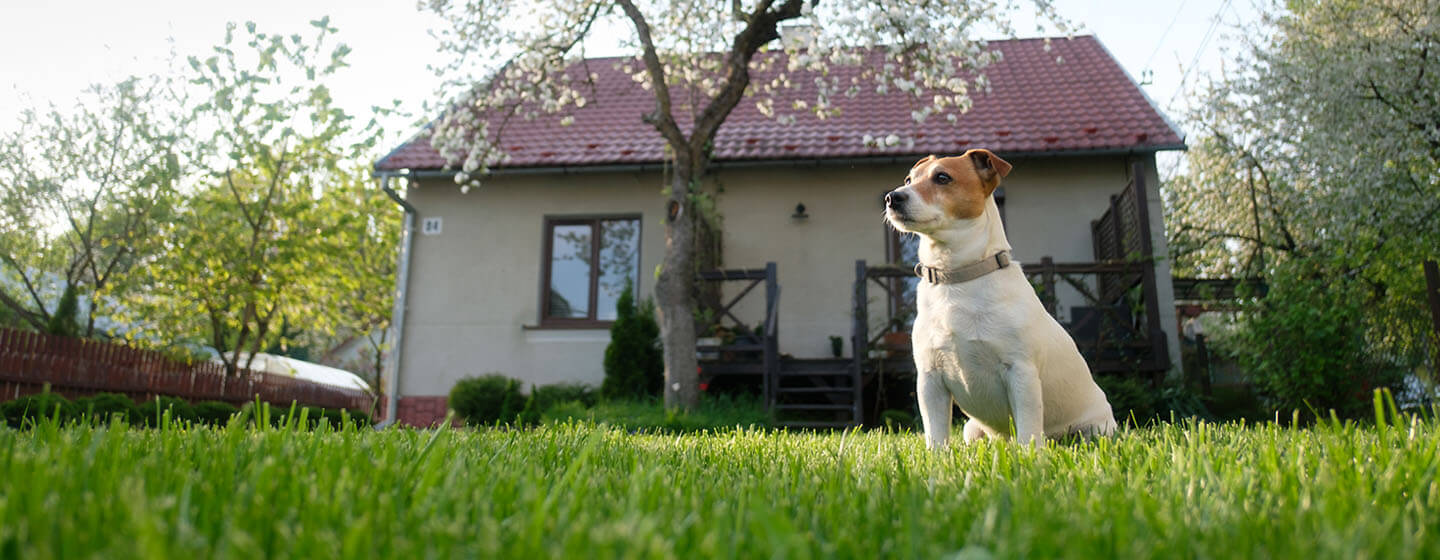 Juegos de sales hoteles para perros